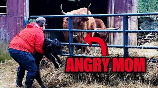 Calf on the Loose | Mother in Distress