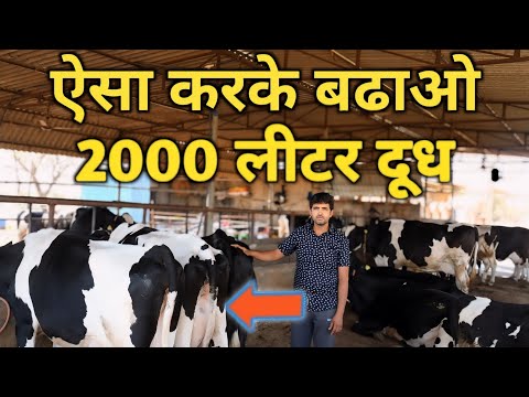 डेयरी में कामयाबी सबसे जरूरी बात | Hf Cow Dairy Farm In India!dairy Farming!how To Manage Dairy Farm