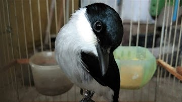Suara Burung Jingjing Batu Jernih