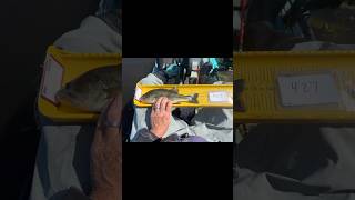 Post Tournament Bassmaster Kayak Series Caddo Lake April 18-19, 2026 | Breakdown,+ Garmin ECHOMAP