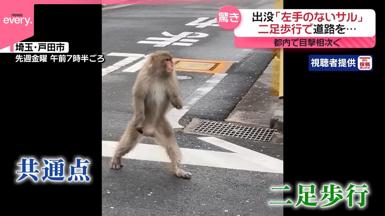 サル（同封NG）　画像ご確認下さい 出没「左手のないサル」】二足歩行で道路を… 都内で目撃相次ぐ - YouTube