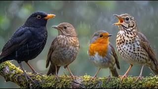 🌧️ Calm Instantly: Bird Sounds in Rain - Thrush Nightingale, Blackbird, Song Thrush, Robin - 2H screenshot 5