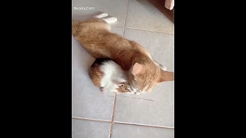 Cat love guinea pig #Shorts