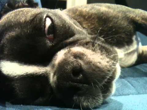 weird-boston-terrier-x-pug-(bugg)-eating-in-his-sleep...-?