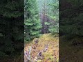 Go hug some trees, nerd #vim #nvim #programming