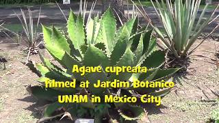 AGAVE GALLERY:  Agave cupreata  Guerrero agave