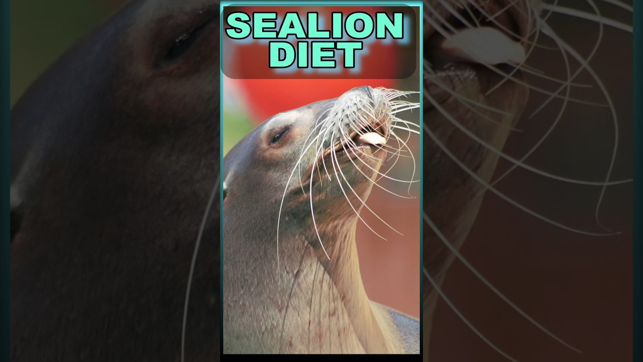What DO Sea Lions EAT? | Fishy DIET