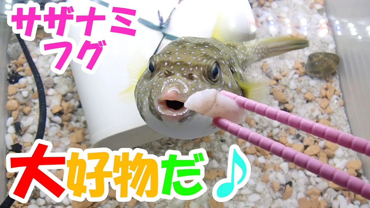 【懐くフグ】アサリと生エビを爆食する姿が可愛すぎるサザナミフグちゃんをナデナデする♪　　大食い　早食い　blowfish　cá nóc　ikan buntal　ปลาปักเป้า　baiacu