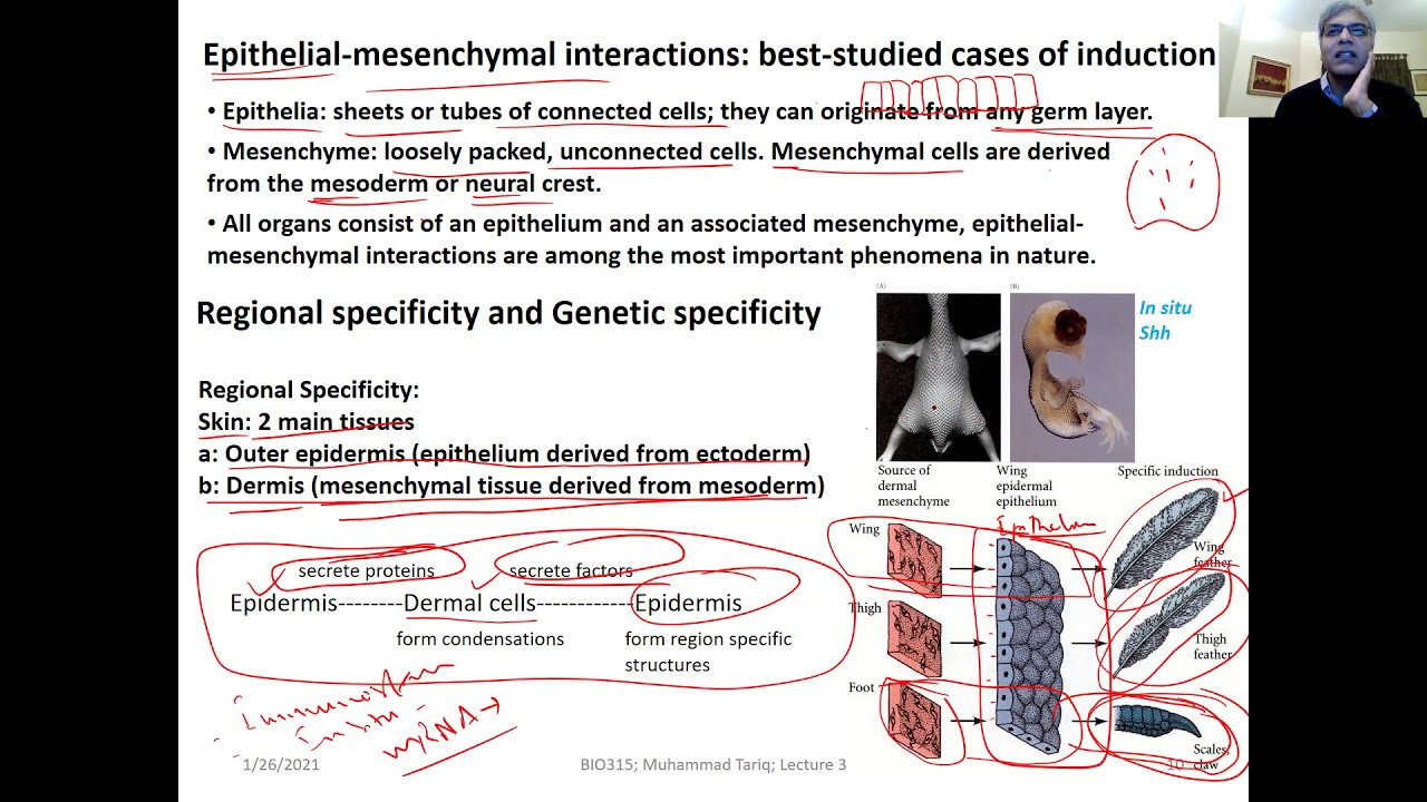 BIO415 Developmental Biology L3 part2 Tariq
