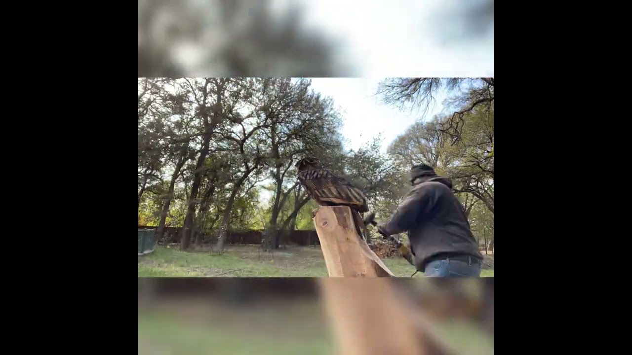 Chainsaw carving on Site.  Hudson Oaks Texas