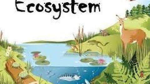 Ecosystem, chapter 2 ,Class 4 G.Science(new  course)
