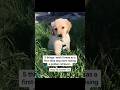 If you are getting a puppy read this first.. #BetterWild #ads #dogdental #dogmom #dogs
