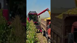 Corn Harvesting and Collecting Machine