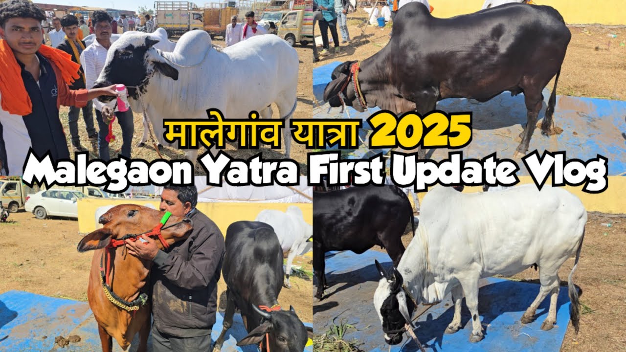 Malegaon Yatra First Update Vlogs | Deoni Lalkhandari Bulls Collection | मालेगांव यात्रा 2025