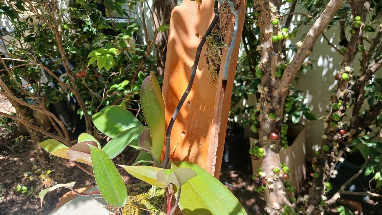 Resultado do replante da orquídea phalaenopsis na telha com fibra de côco 