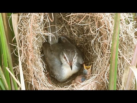 Mother Bird Take Care Of a Baby in The Nest | One Remaining Egg Did Not ...