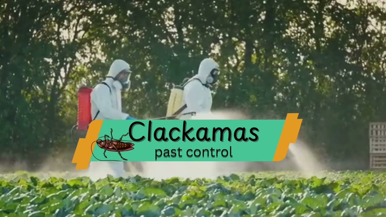 Clackamas Pest Control – Trusted Local Pest Removal & Home Protection