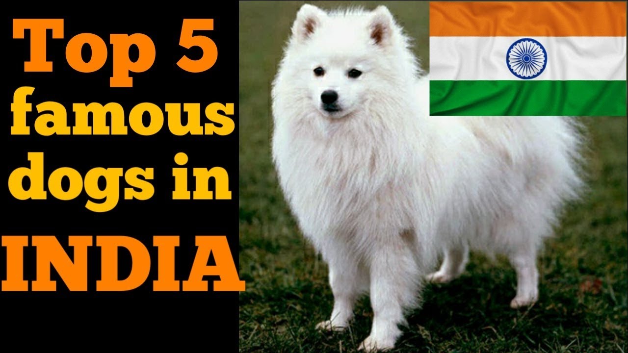 top 5 indian dog breeds