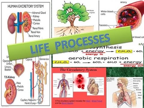 understanding the process of metabolism in the human body Digestive and respiratory systems functioning of body systems which we then use to create energy such as in the process of respiration in the human body energy is often linked to metabolism which is the sum of all the chemical reactions energy in the human body: metabolism. understanding the process of metabolism in the human body Digestive and respiratory systems functioning of body systems which we then use to create energy such as in the process of respiration in the human body energy is often linked to metabolism which is the sum of all the chemical reactions energy in the human body: metabolism.