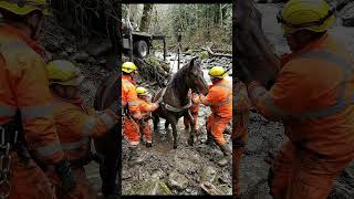 A powerful horse becomes trapped beside a rushing river after the bank collapse.