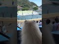 はじめてのイルカショー🐬の反応が面白すぎる犬🐶 #dog #funny
