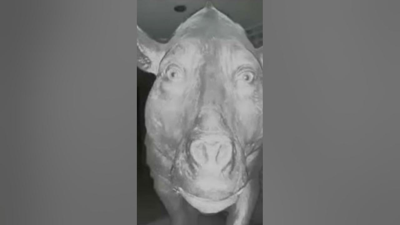 Goofy ahh pig - YouTube