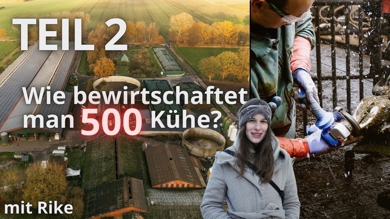400 Hektar & 500 Kühe (Teil 2/2): Rike zeigt den Alltag auf dem Milchviehbetrieb🐮👩‍🌾 