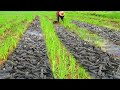 Awesome! Easy Fishing style _ A Fisher man found a lot catfishes & catch after raining at Field