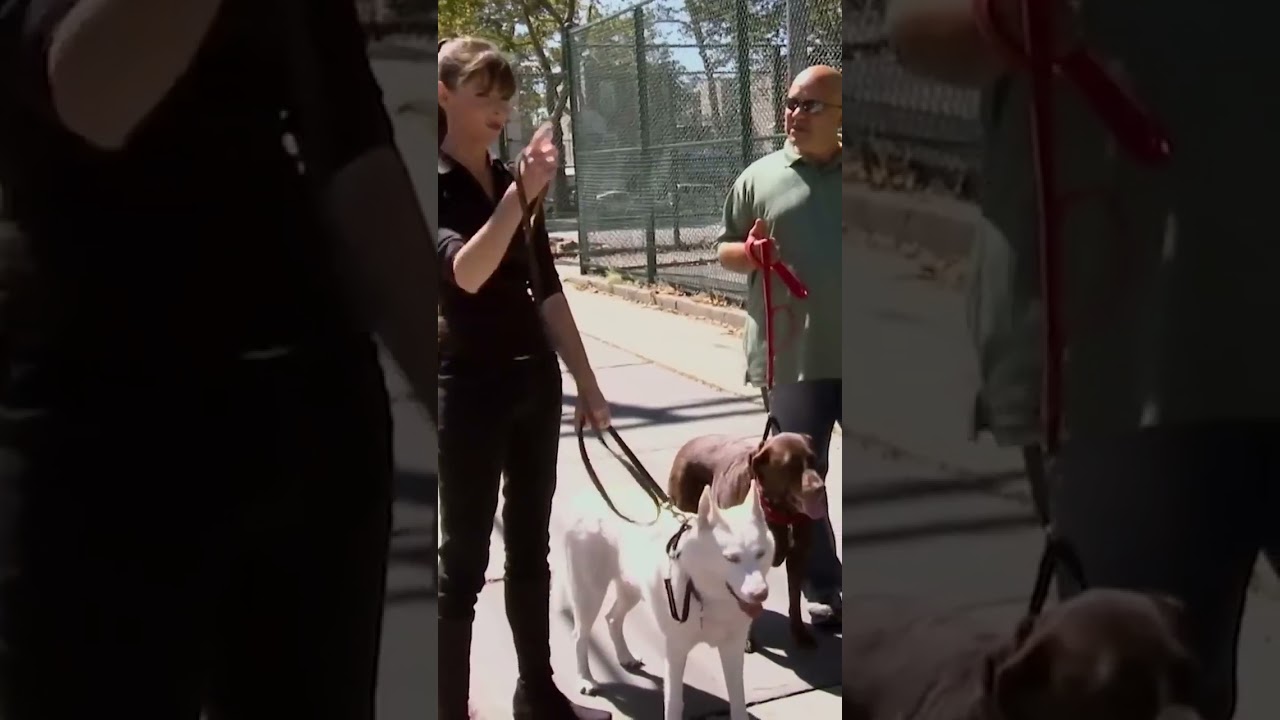 Хозяин смущён собачьей сумкой😂 