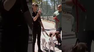 Owner Is Embarred By Dogs Saddlebag