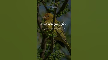 سورة النمل #اكسبلور #القزابري #duet #الرحمن #راحة_نفسية