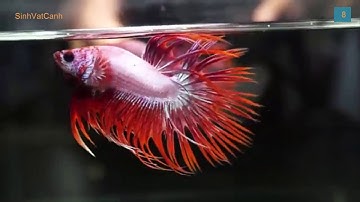50 sắc Thái cá betta đuôi tưa tuyển chọn - bettas doubletails