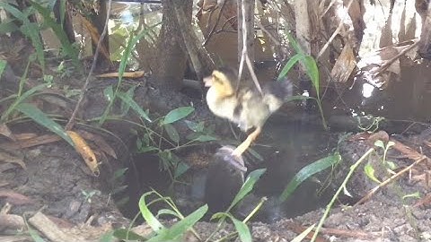 Câu Cá Lóc Nhấp Cá Bằng Vịt Con Ổ Khói Đèn Quá Khủng Cá Mẹ Quá Sung