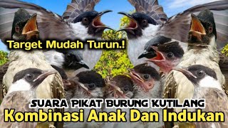 SUARA PIKAT BURUNG KUTILANG KOMBINASI ANAK DAN INDUKAN..