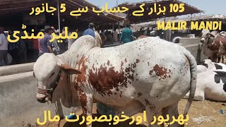 Malir Mandi Cattle Rates Updates | 30-April-2024 | Cow Mandi 2024