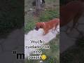 "mucho cuidado con este boxer por qué es muy guapo y gordito."🤩🤗♥️✨#miradacanina #pets #shortviral