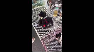 LIVE Pet Market 🐾 Cute Dogs POV Walk