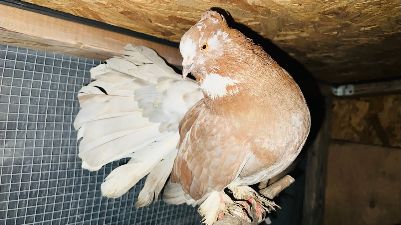Palomas Colipavo indio y su primera nidada en mi criadero (pigeons palomas de fantasía cola abanico)