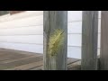 Caterpillar