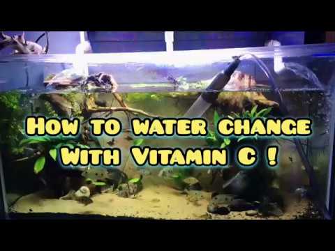 WATER CHANGE WITH VITAMIN C - YouTube