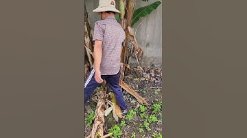 Chặt cây chuối         #bienfarm #farming #guava