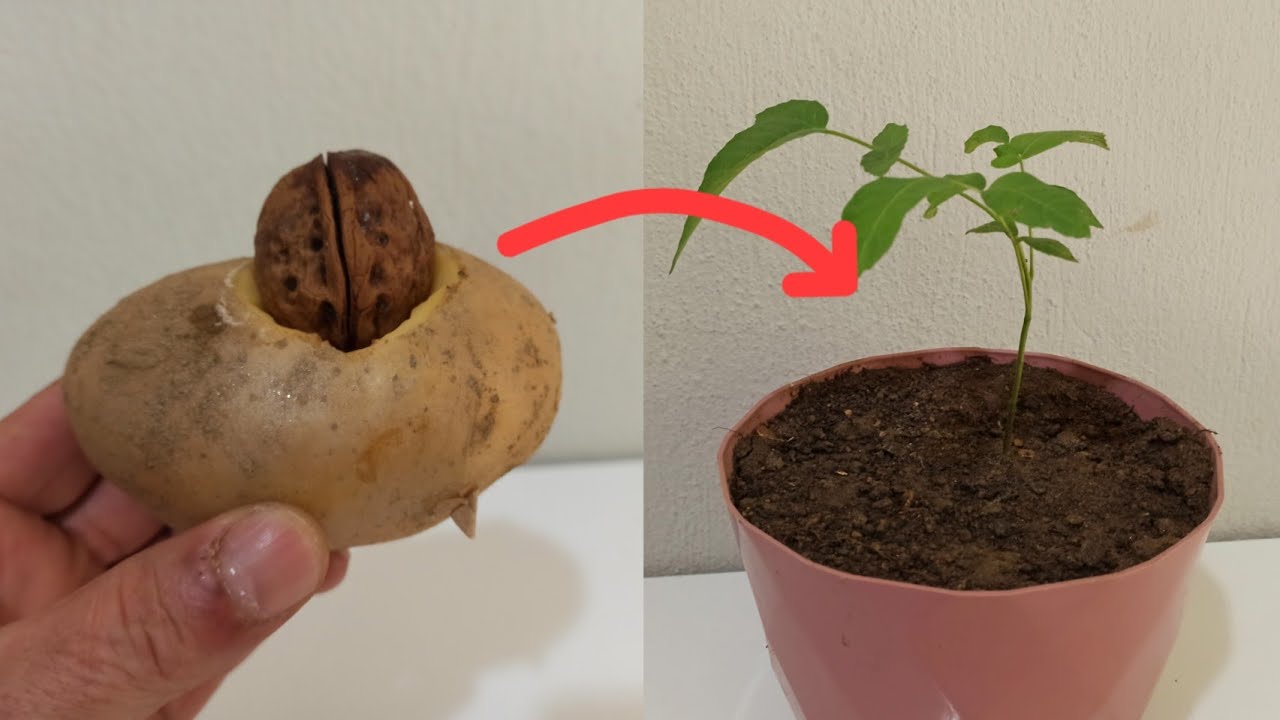 Patates Kabuklarıyla En Hızlı Ceviz Çimlendirme Yöntemi ! | Ceviz Nasıl Çimlendirilir ?