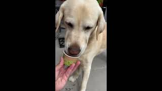 Aldi Dog Ice Cream The Best Way To Cool Off This Summer