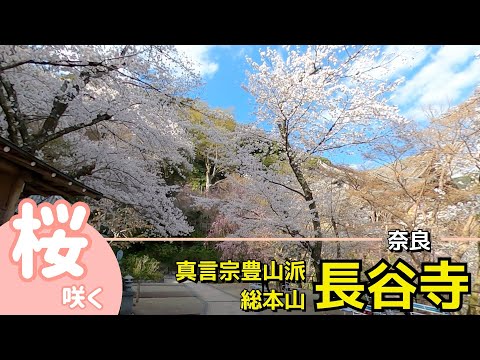 桜咲く「奈良 長谷寺」の春　真言宗豊山派総本山