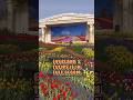Everland’s Tulips is in Full Bloom #everland #tulip #fullbloom #korea