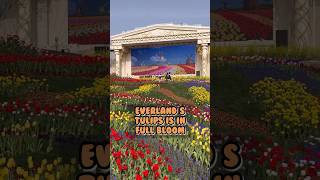 Everland’s Tulips is in Full Bloom #everland #tulip #fullbloom #korea