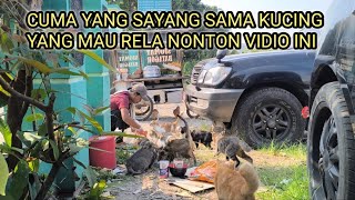 Download Lagu IF YOU LIKE CATS, INSAALLAH, WATCH THIS #education #catlovers MP3 Download Lagu IF YOU LIKE CATS, INSAALLAH, WATCH THIS #education #catlovers MP3