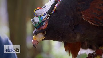 Wings of innovation: Oxford’s quest to decode birds of prey into smarter flying robots