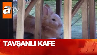 Kafenin Sahibi “Tavşanlar”