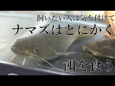 ナマズ飼育記録【39】めっちゃ金魚食うから - YouTube